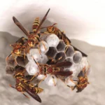 Wasp Nests