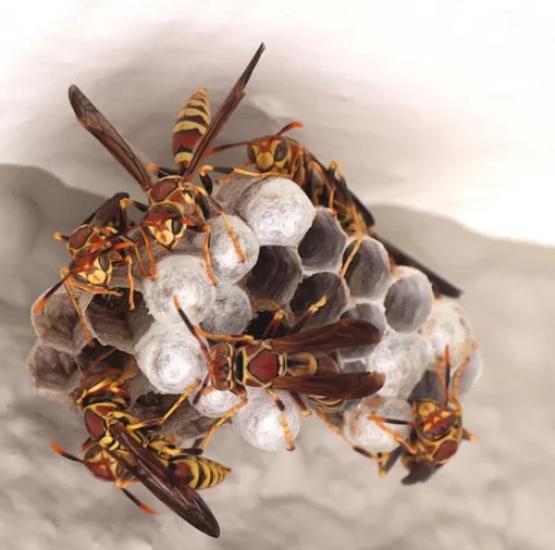 Wasp Nests
