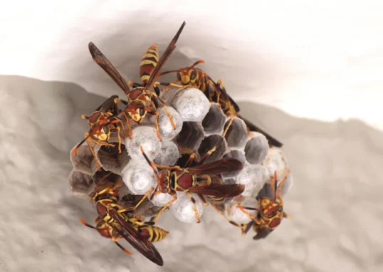 Wasp Nests