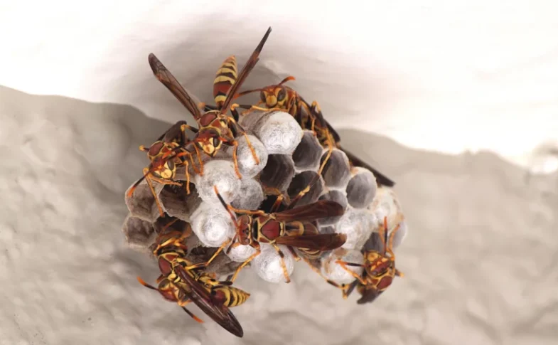 Wasp Nests