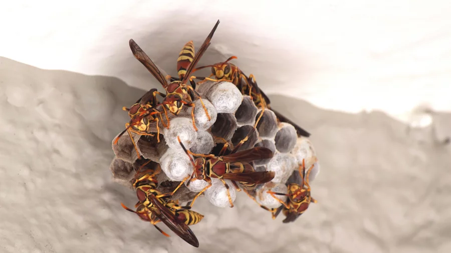 Wasp Nests