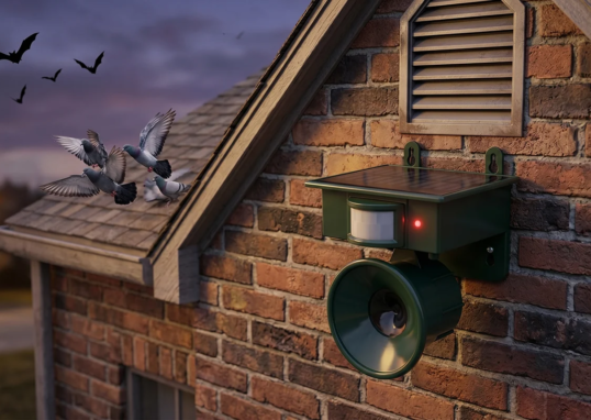 What Are the Most Effective Bird Control Methods for Buildings in Dubai?